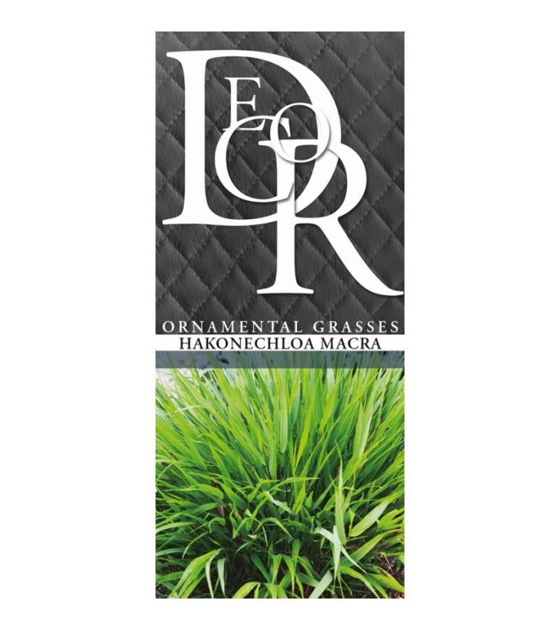 Hakonegras (Hakonechloa macra) siergras