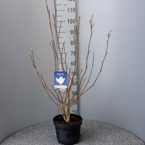 Magnolia struik Soulangeana Superba