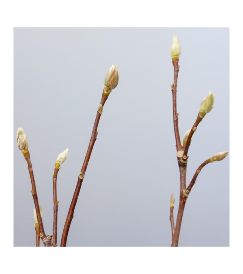 Magnolia struik Soulangeana Superba
