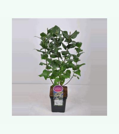 Sering (syringa vulgaris "Marie Legraye") 