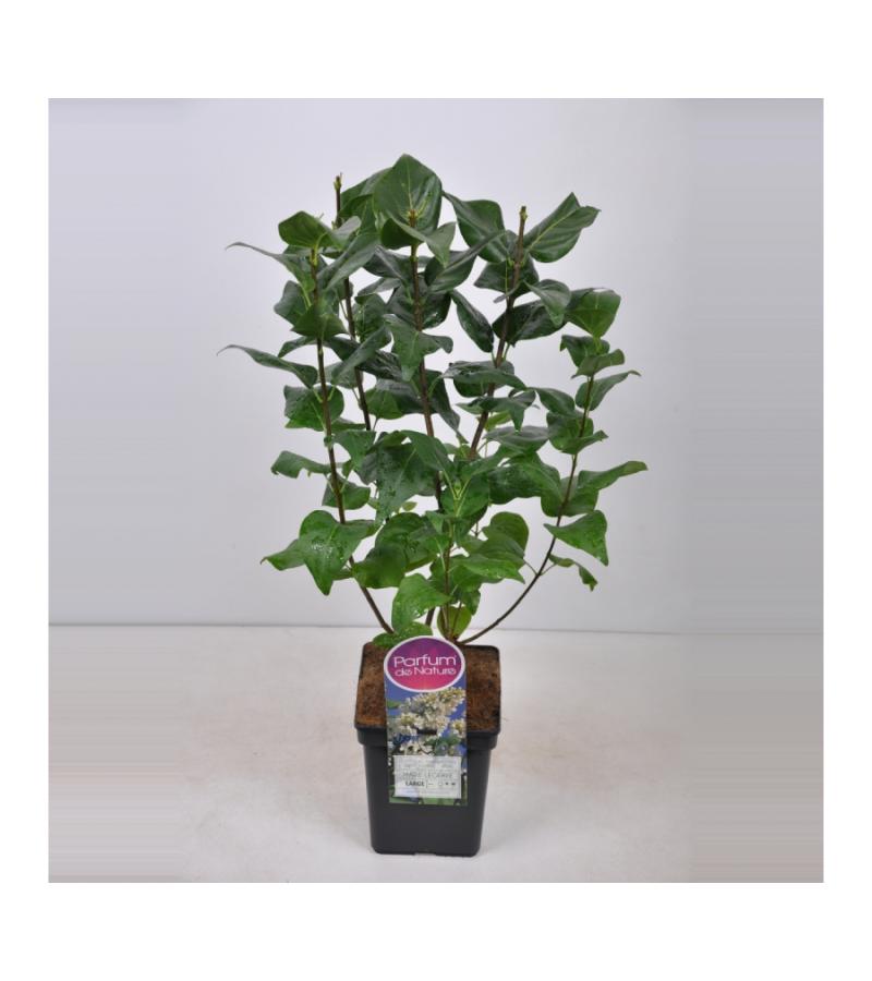 Sering (syringa vulgaris "Marie Legraye") 