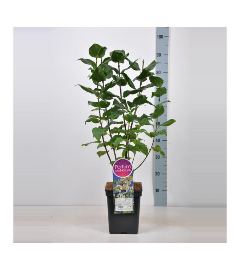 Sering (syringa vulgaris "Marie Legraye") 