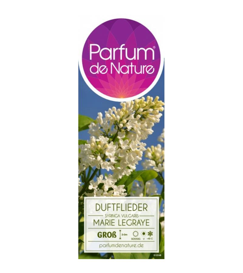 Sering (syringa vulgaris "Marie Legraye") 