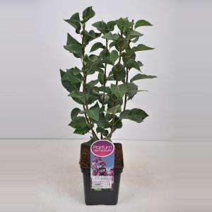 Sering (syringa vulgaris Paul Deschanel) - 50-70 cm - 1 stuks