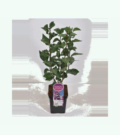 Sering (syringa vulgaris "Paul Deschanel")