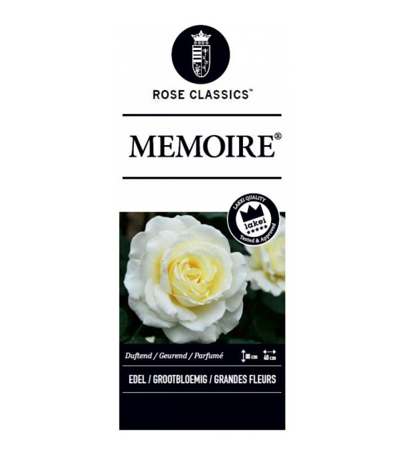 Grootbloemige roos (rosa "Memoire"®)