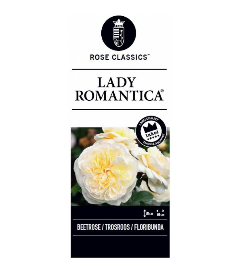 Trosroos (rosa "Lady Romantica"®)