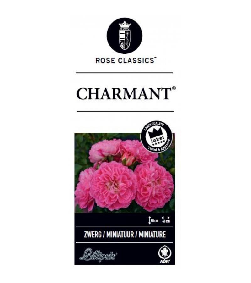 Miniatuurroos (rosa "Charmant"®)