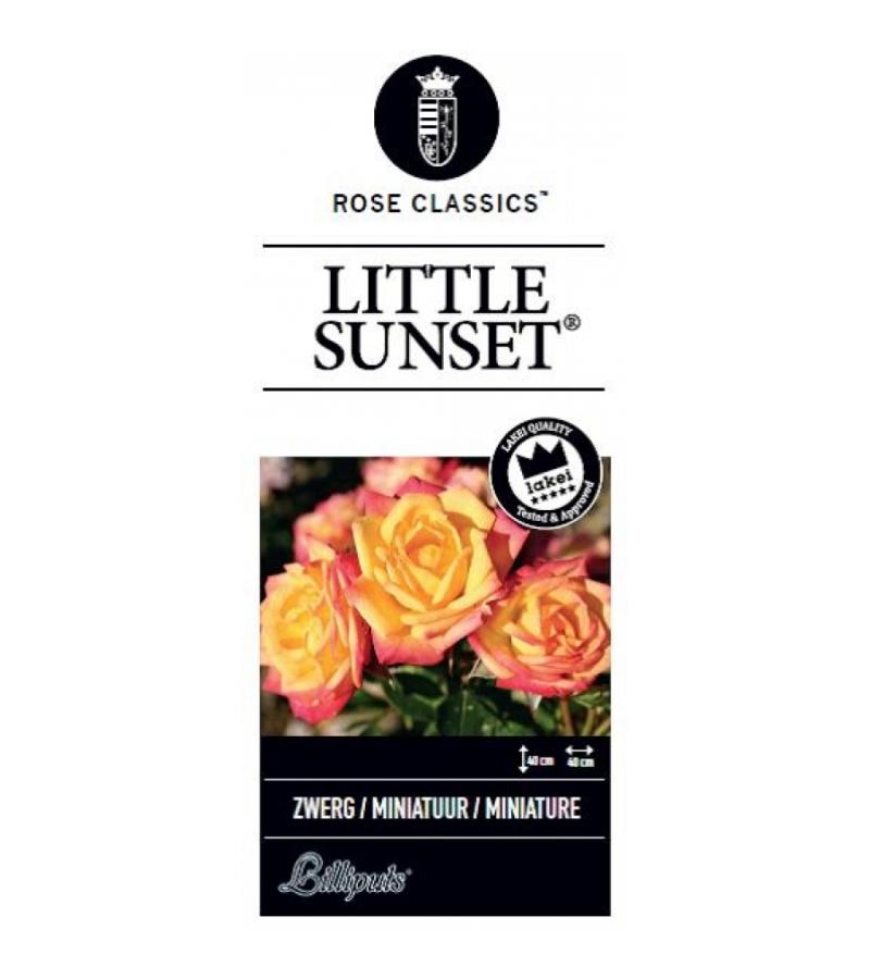Miniatuurroos (rosa "Little Sunset"®)