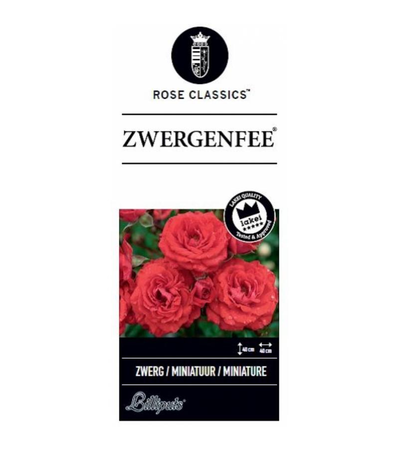 Miniatuurroos (rosa "Zwergenfee"®)