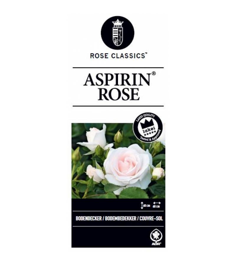 Bodembedekkende trosroos (rosa "Aspirin Rose"®)