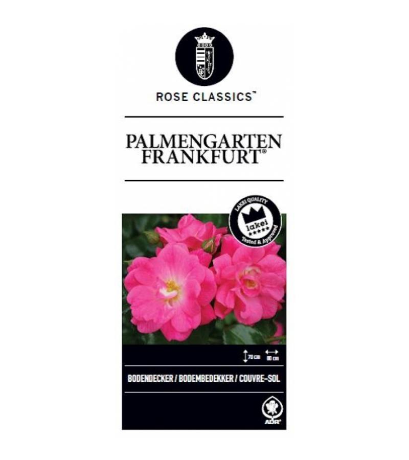 Bodembedekkende trosroos (rosa "Palmengarten Frankfurt"®)