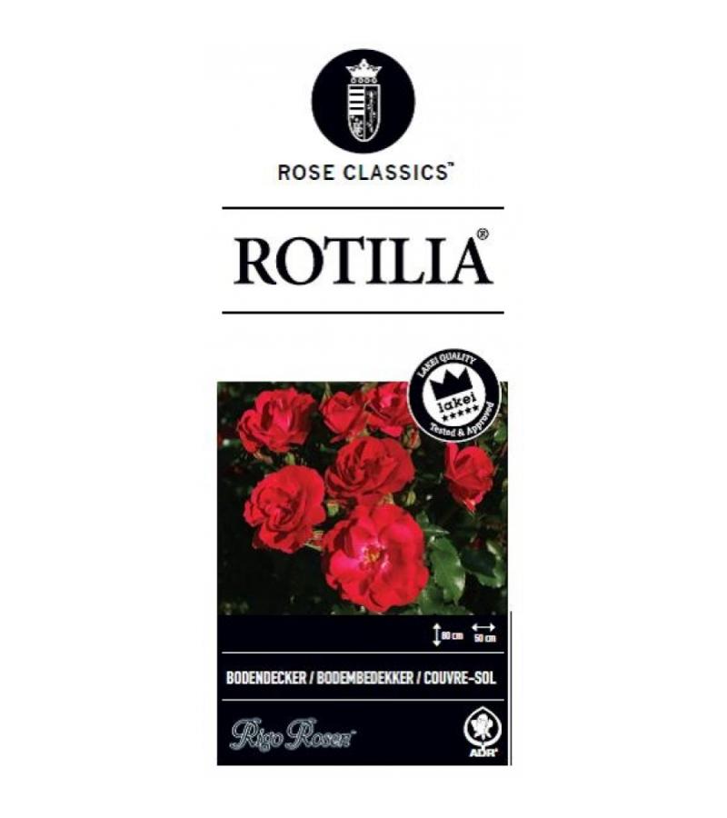 Bodembedekkende trosroos (rosa "Rotilia"®)