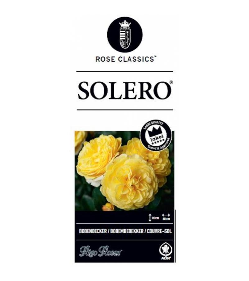 Bodembedekkende trosroos (rosa "Solero"®)