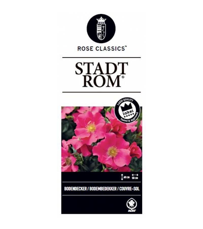 Bodembedekkende trosroos (Rosa "Stadt Rom"®)