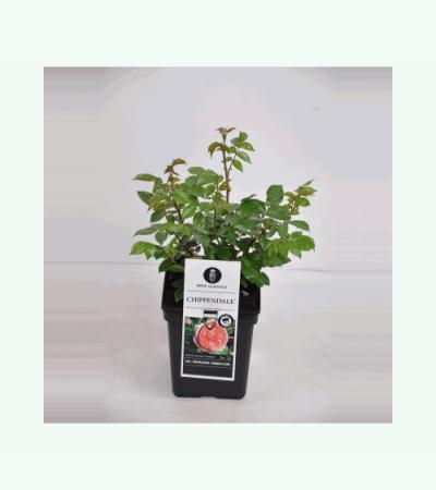 Grootbloemige roos (rosa "Chippendale"®)