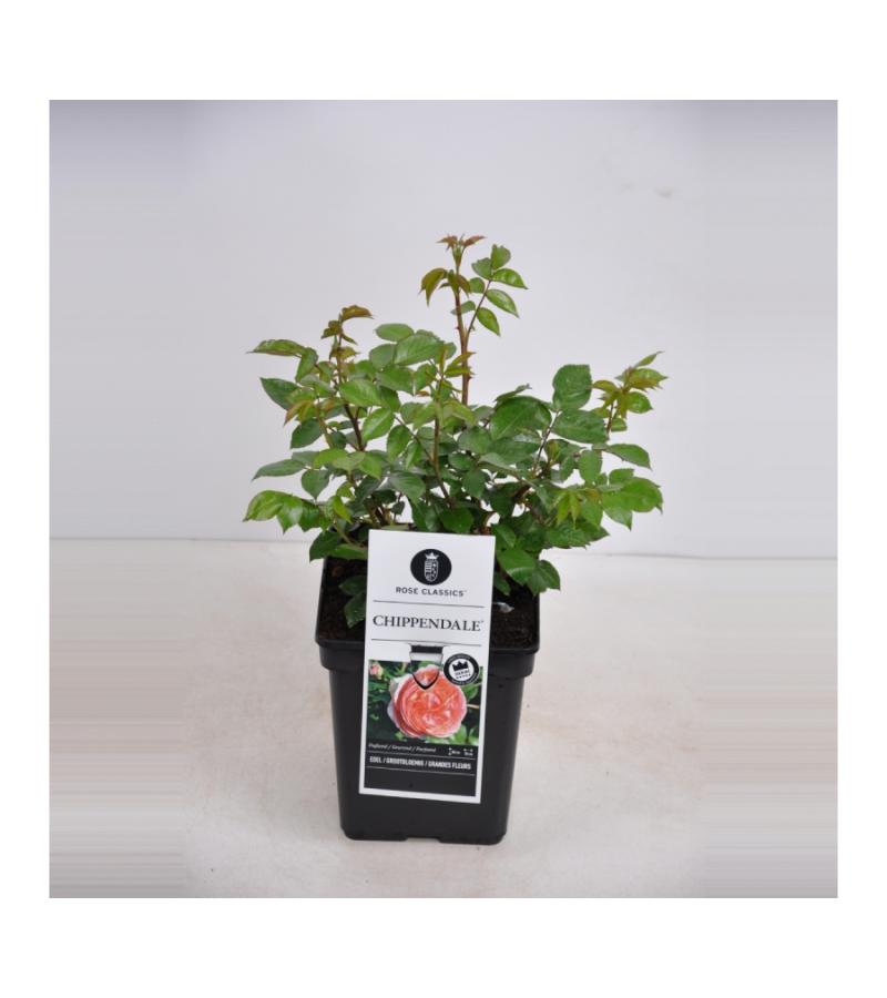 Grootbloemige roos (rosa "Chippendale"®)