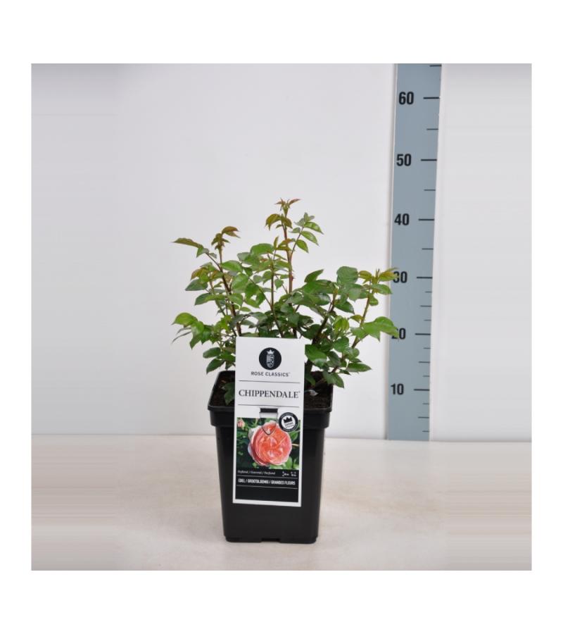Grootbloemige roos (rosa "Chippendale"®)