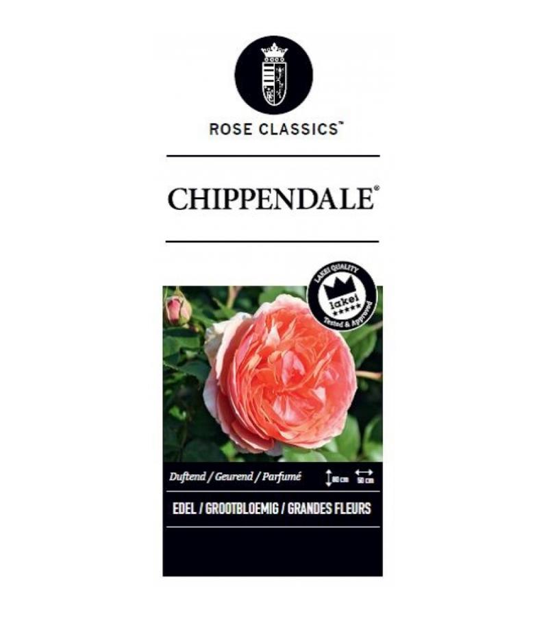 Grootbloemige roos (rosa "Chippendale"®)