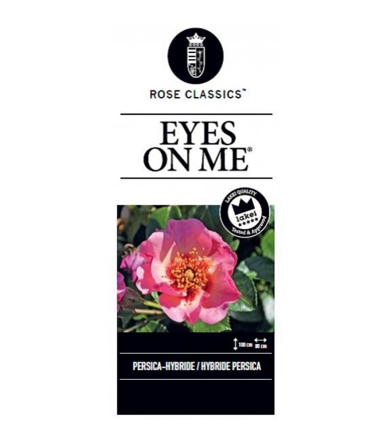 Persica roos (rosa persica "Eyes on me"®)