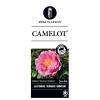 Klimroos (rosa "Camelot"®)