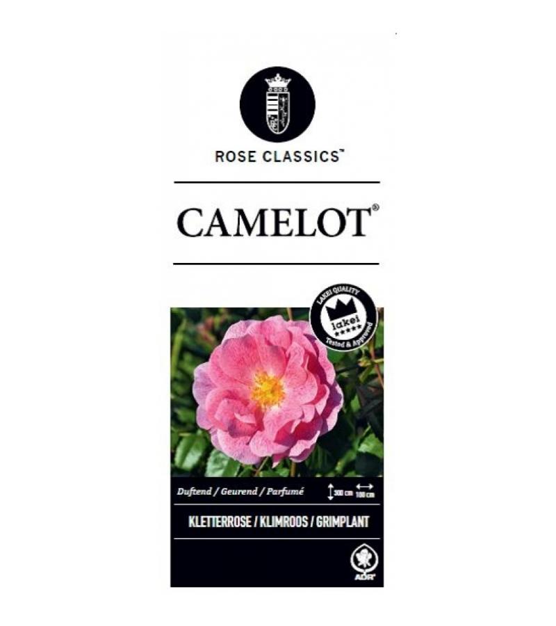 Klimroos (rosa "Camelot"®)