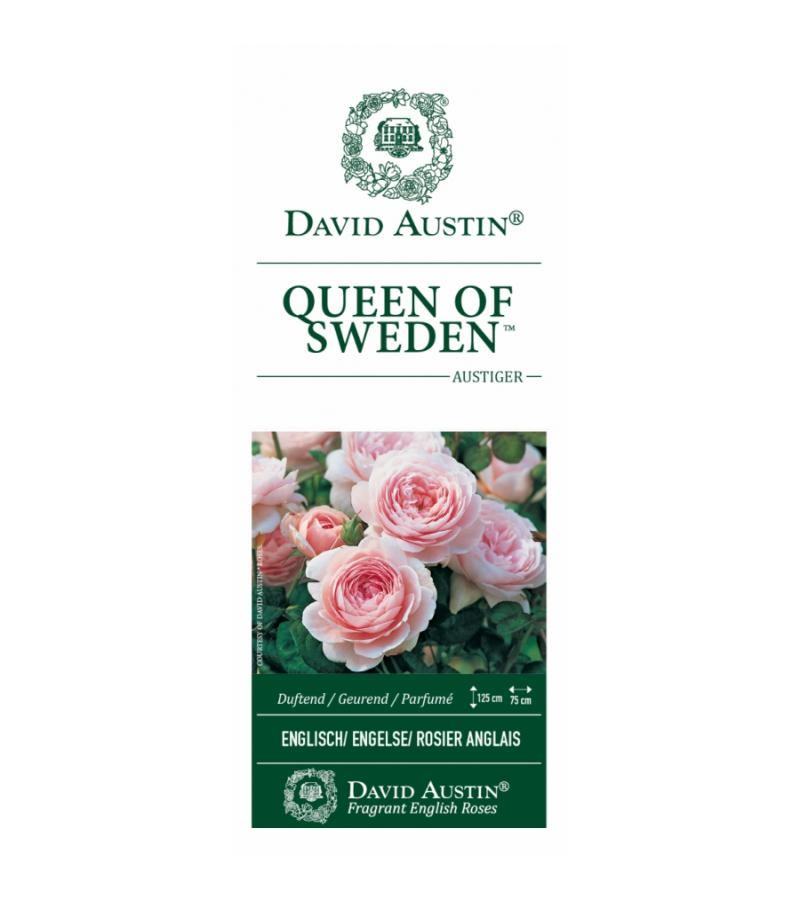 Engelse klimroos (rosa "Queen of Sweden"®)