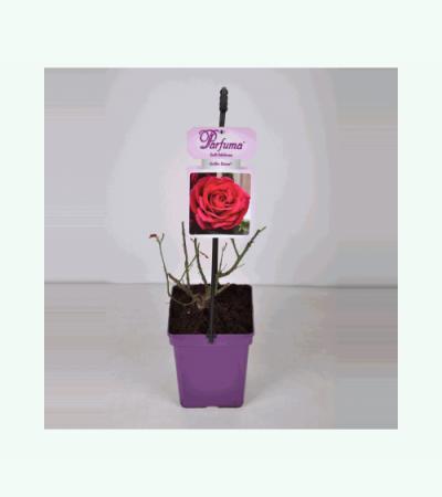 Grootbloemige roos (rosa “Gräfin Diana® Parfuma"®)