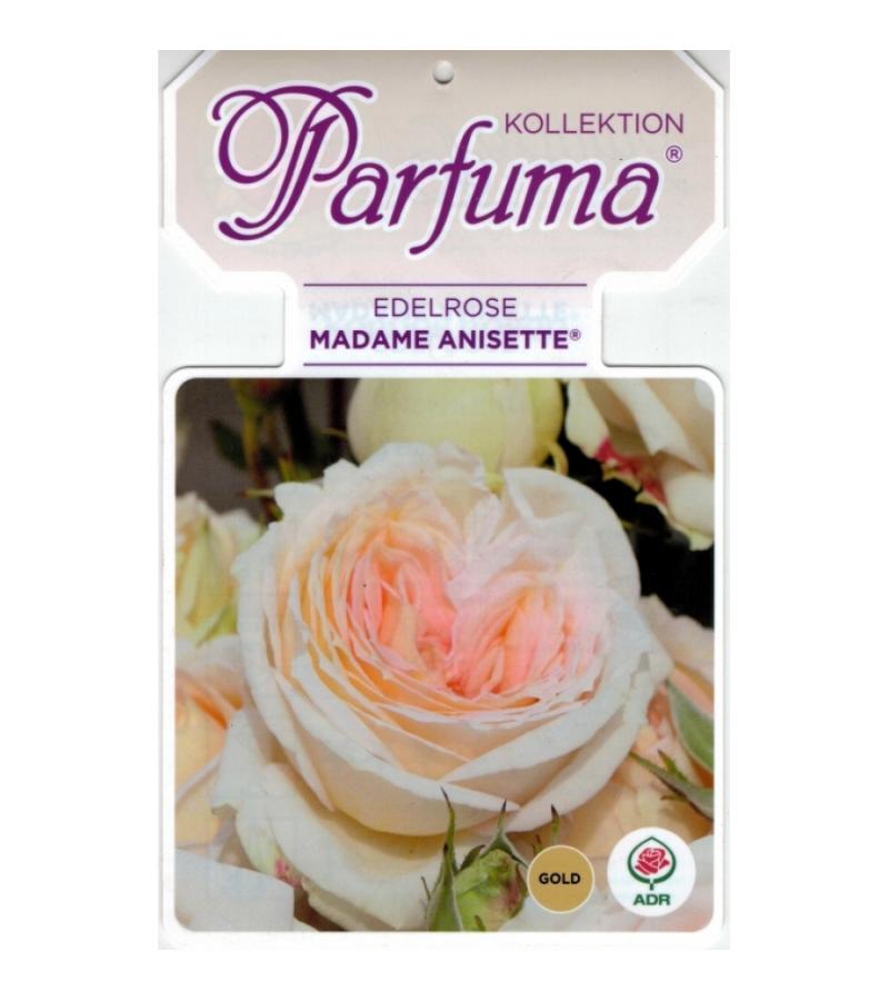 Grootbloemige roos (rosa "Madame Anisette® Parfuma"®)