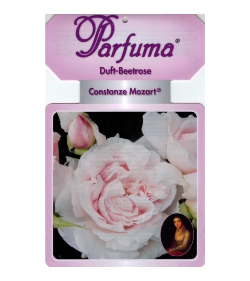 Grootbloemige roos (rosa "Constanze Mozart® Parfuma"®)