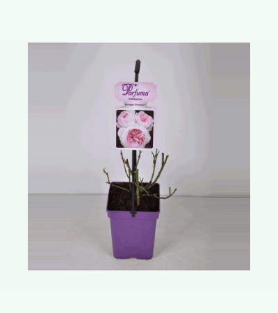 Trosroos (rosa "Herzogin Christiana® Parfuma"®)