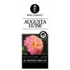 Grootbloemige roos op stam (rosa "Augusta Luise"®)