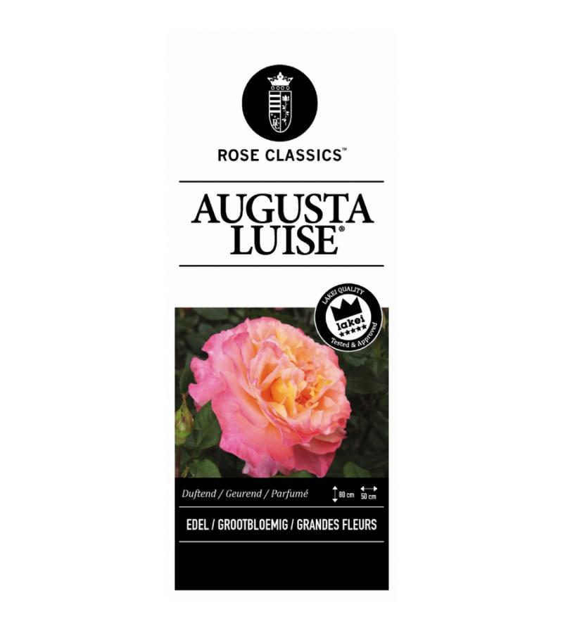 Grootbloemige roos op stam (rosa "Augusta Luise"®)