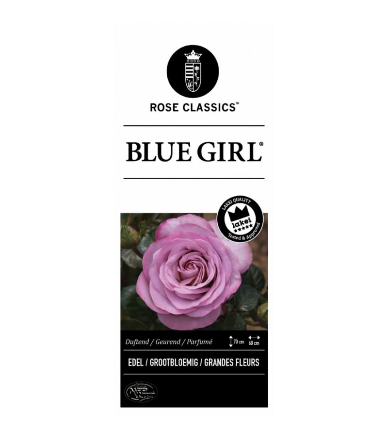 Grootbloemige roos op stam 90 cm (rosa "Blue Girl"®)