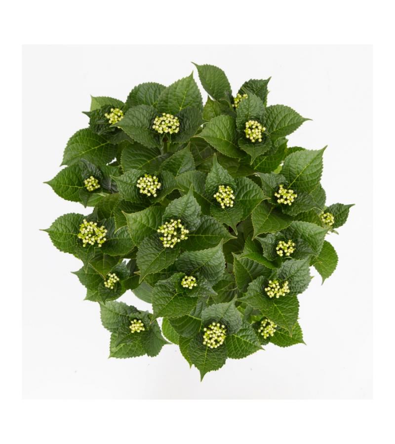 Hydrangea Macrophylla Classic® "Green Shadow"® boerenhortensia
