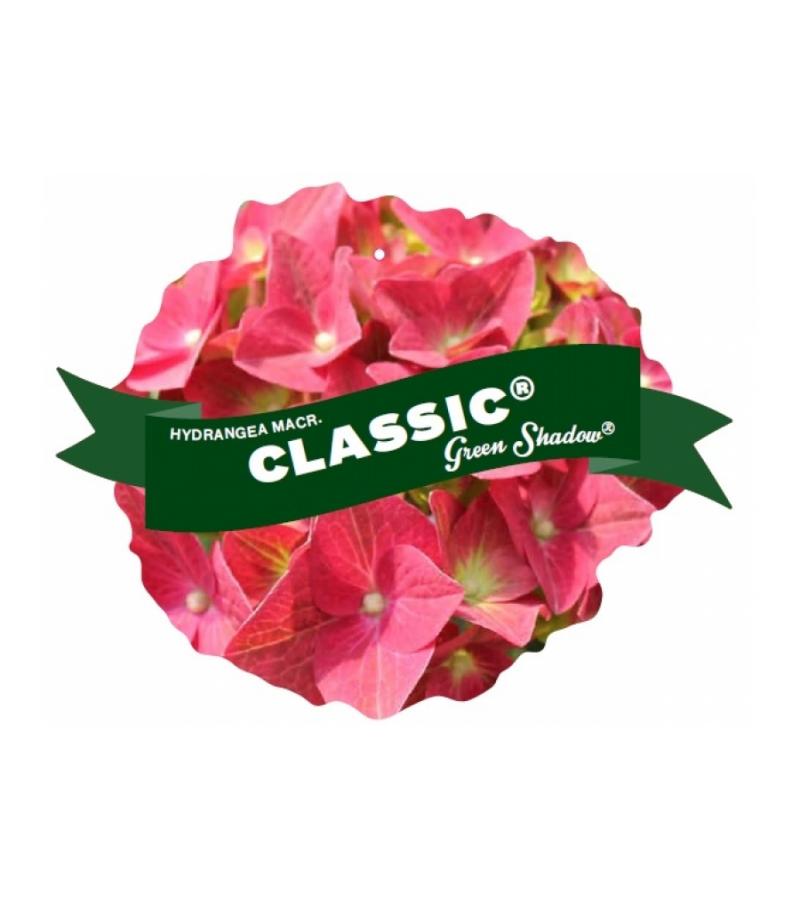 Hydrangea Macrophylla Classic® "Green Shadow"® boerenhortensia