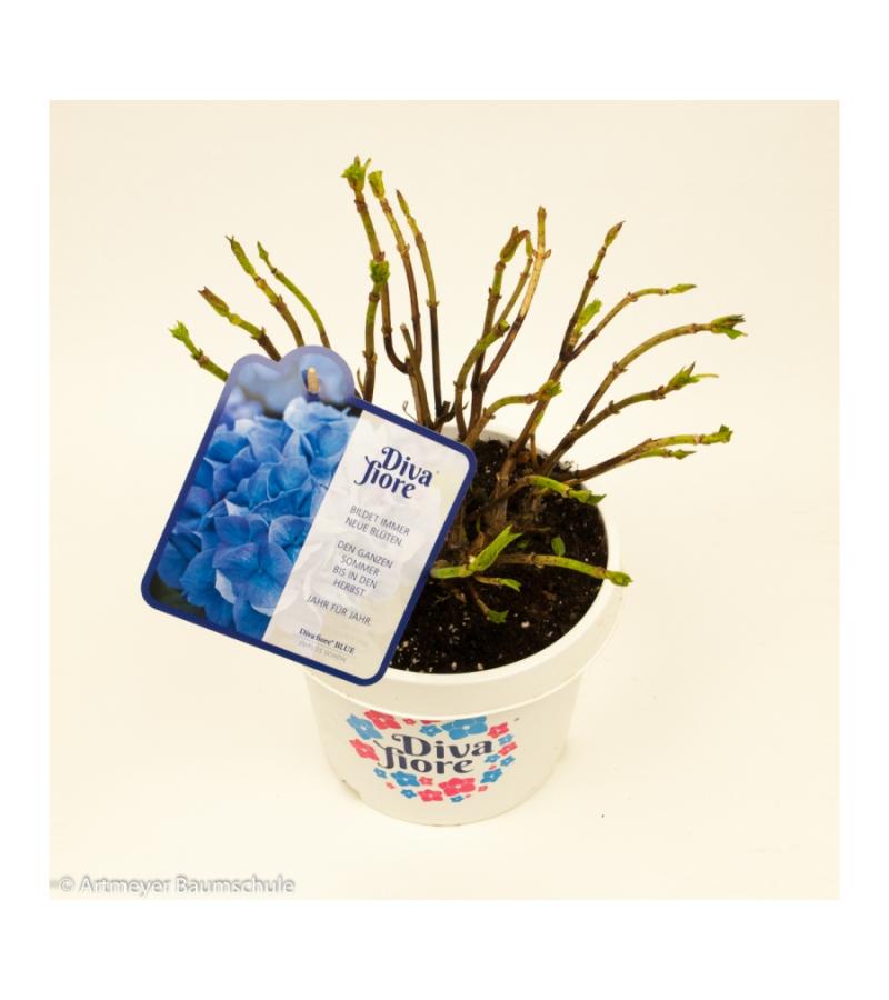 Hydrangea Macrophylla "Diva Fiore Blue"® boerenhortensia