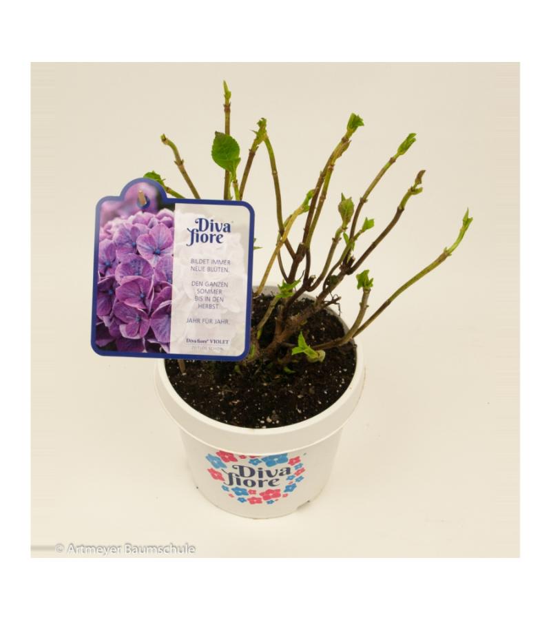 Hydrangea Macrophylla "Diva Fiore Violet"® boerenhortensia