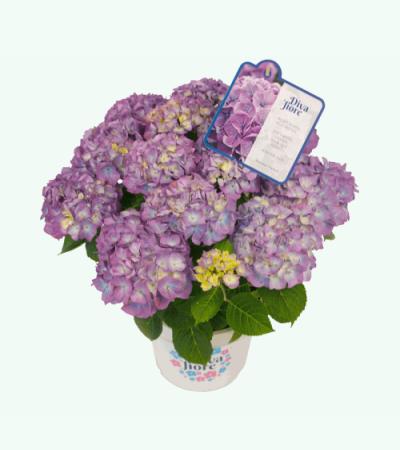 Hydrangea Macrophylla "Diva Fiore Violet"® boerenhortensia