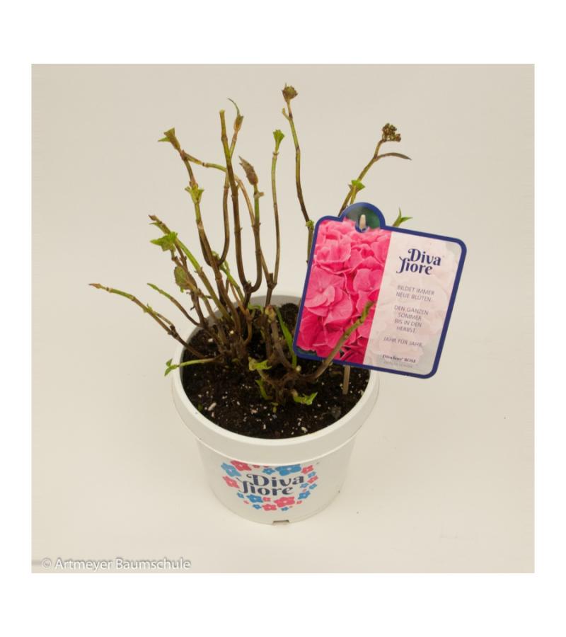 Hydrangea Macrophylla "Diva Fiore Pink"® boerenhortensia