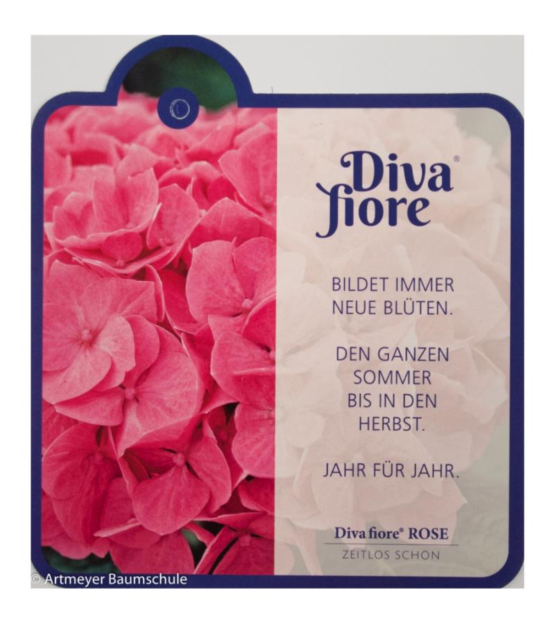 Hydrangea Macrophylla "Diva Fiore Pink"® boerenhortensia