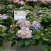 Hydrangea Macrophylla "Kanmara de Beauty Lila"® boerenhortensia
