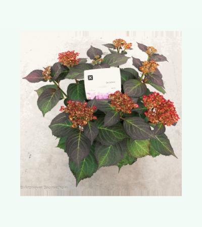 Hydrangea Macrophylla "Kanmara De Beauty Rozé"® boerenhortensia