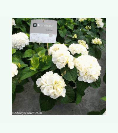 Hydrangea Macrophylla "Kanmara De Beauty White"® boerenhortensia