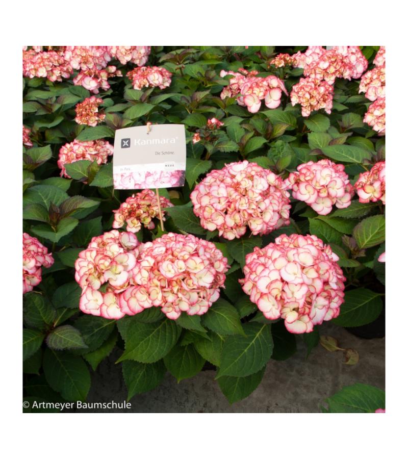 Hydrangea Macrophylla "Kanmara de Beauty Pink"® boerenhortensia