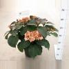 Hydrangea Macrophylla "Kanmara De Beauty Champagne"® boerenhortensia