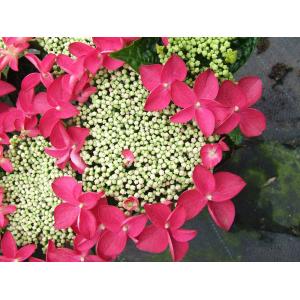 Hydrangea Macrophylla Classic® "Lady In Red"® schermhortensia