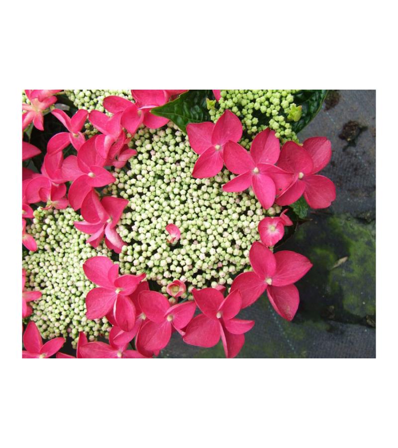 Hydrangea Macrophylla Classic® "Lady In Red"® schermhortensia