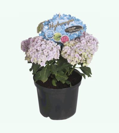 Hydrangea Macrophylla "Double Flowers Blue"® boerenhortensia