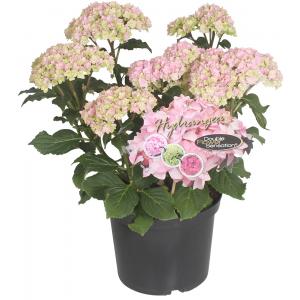Hydrangea Macrophylla "Double Flowers Pink"® boerenhortensia